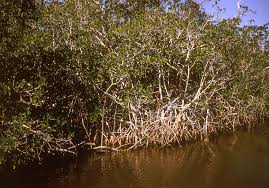 Image result for Rhizophoraceae