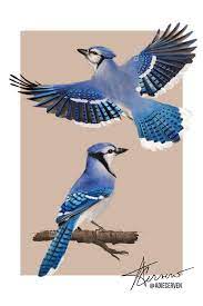 Birds 1 Blue Jay Birds Animals Bird Bluejay Digitalpainting Drawing Nature Drawingdigital Blue Jay Blue Jay Bird Bird Sketch