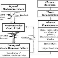 These muscles support the spine and allow for muscle and tendon injuries. Pdf A Hypothesis Of Chronic Back Pain Ligament Subfailure Injuries Lead To Muscle Control Dysfunction
