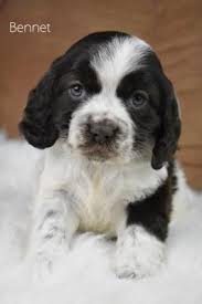 Should there not be any american cocker spaniel puppy listings shown, please complete the form accordingly to register your interest in buying an american cocker spaniel. Puppies For Sale Buckeye Puppies