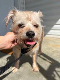 Lost Dog in Ladera Community, Medina County