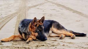 Belgian malinois have a solid prey drive, so they may or may not give chase to your family cat. German Shepherd Vs Belgian Malinois What S The Difference The Dog People By Rover Com