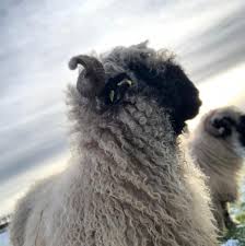 نتیجه جستجوی لغت [flock] در گوگل