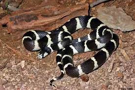 Are Banded California Snakes Poisonous Quora