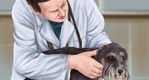 Their toxicity to dogs can cause the animal to develop acute kidney injury (the sudden development of kidney failure) with anuria (a lack of urine production). 3 Ways To Recognize Poisoning In Dogs Wikihow