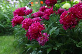 Im garten ist es der staudenmohn, auch türkenmohn, gartenmohn genannt, der seinen charme versprüht, wenn sich die seidenen, filigranen blätter aus seiner dicken, grünen und behaarten knospe schälen. Gartenarbeit Im Mai Alle Aufgaben Im Uberblick Plantura