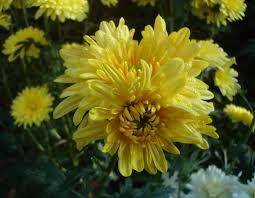 Chrysanthemum exhibitors who you'll see at flower shows up and down the country in late summer and autumn spend a lot of time on getting perfect blooms. Winteraster Bienchen Finde Deine Neue Staude Online Ratgeber