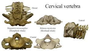 How many chromosomes does a camel have? Fossil Vertebrate Identification For Calvert Cliffs Of Maryland Fossilguy Com