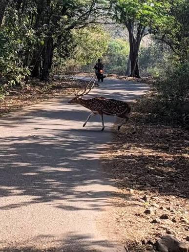 Sanjay Gandhi National Park: A Guide to Mumbai's Green Oasis