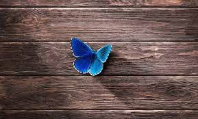 Blue butterflies bring replenishment and enhancement of your gifts. Blue Butterfly Meaning And Symbolism