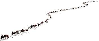Milberger pest control in kansas city can eliminate any kind of ant infestation in your home or business. Kenney S Pest Control Inc Home Facebook