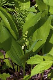 Image result for Convallariaceae