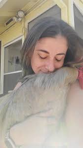 Lost my biggest fluffiest boy today to a hawk while he protected his  ladies., Only chicken people get how devastating this can be. I raised him  from a tiny thing and he was a real mommas boy. I'm back ...