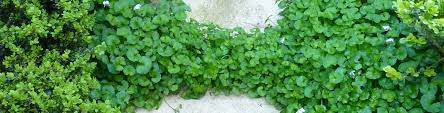 Certain areas especially benefit from. Native Groundcover Flower Power