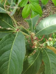 Image result for Cyphostemma crotalarioides