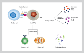 Image result for B-Lymphocyte