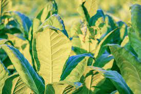 Find the perfect flowering tobacco plant stock photo. We Can Programme Plants To Grow Biomolecules Is Farming The Future Of Vaccines Research And Innovation