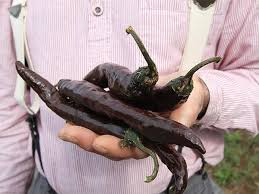 We did not find results for: Photo Of The Fruit Of Hot Pepper Capsicum Annuum Pasilla Bajio Posted By Joy Garden Org