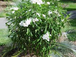 Pin On Fl Trees Palms Bamboo Lg Shrubs
