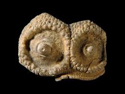 Image result for Mitrasacmopsis