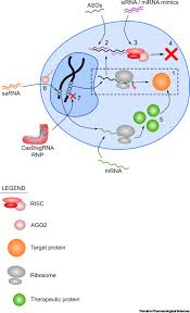 • it is the chemical modification of protein after its translation. Paving The Road For Rna Therapeutics Trends In Pharmacological Sciences