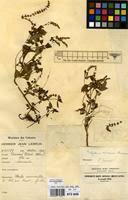 Image result for Platostoma africanum