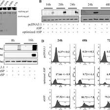 Quite possibly the most comfortable chair you've ever sat in. Pdf Detection Of The Hiv 1 Minus Strand Encoded Antisense Protein And Its Association With Autophagy