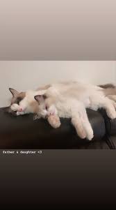 Blackpink Lisa Instagram Story Lalalalisa M Animales Mascotas Gatos