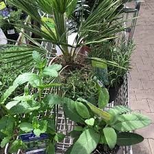 Schnelle lieferzeit dehner qualität große auswahl kauf auf rechnung. Dehner Gartencenter In Moosach Bahnhof