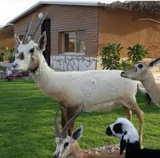 مزرعة و محمية المها منصة رحلتي