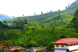 Find out more about gruenberg tea plantation haus in munnar, india. 5 372 Tea Garden House Photos Free Royalty Free Stock Photos From Dreamstime