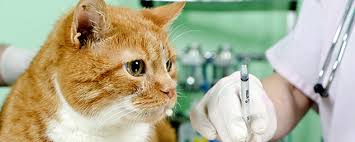 Kedilerde Kuduz Asisi Cat Hospital Resmi Web Sitesi