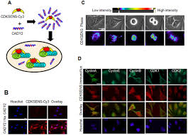 Cdks are small serine/threonine protein kinases that require association with a cyclin subunit for cyclin destruction leads to inactivation. Fluorescent Peptide Biosensor For Probing The Relative Abundance Of Cyclin Dependent Kinases In Living Cells