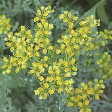 Rue Is An Ancient Herb Trying To Stay Relevant In The Modern World Learn The History And Usefulness Of This Forgotten Herb To Keep Herbs Planting Herbs Plants