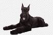 PuppyFind | Giant Schnauzer Puppies for Sale