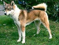 Image result for západosibiřská lajka