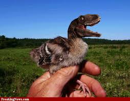 Thomas huxley (famed as darwin's bulldog for his aggressive defence of natural. What Do You Want To Be When You Grow Up Audubon California