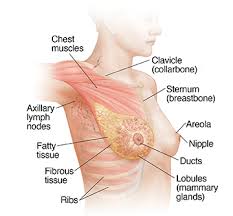 To know why this is happening, it is worth knowing more about the anatomy of the chest muscles. Breast Anatomy Saint Luke S Health System