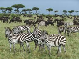 Apple Zebra Wallpapers Group 70