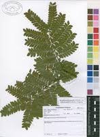 Image result for Macphersonia