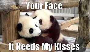 Image Result For Panda Meme Panda Meme Panda Bear Panda
