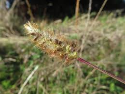 Image result for Setaria parviflora
