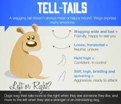 Dog Tail Wags What Do They Mean Read The Article Dogo App