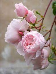 The David Austin English Rose Amazing House Design Blooming Rose Pretty Flowers Amazing Flowers