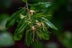 Image result for Strophanthus speciosus