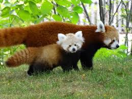 Toronto Zoo Welcomes Twin Giant Panda Cubs Video Red Panda Baby Red Panda Red Panda Cute