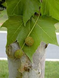 Click on a scientific name below to expand it in the plants classification report. Platanus Occidentalis Sycamore Tree Trees To Plant Tree Identification