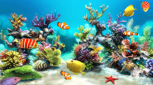 Clownfish aquarium live wallpaper is a clever wallpaper and screensaver program that allows you to put a full clownfish aquarium on your desktop and. 49 Aquarium Live Wallpaper Windows 10 On Wallpapersafari