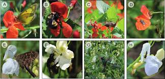 Image result for Phaseolus coccineus