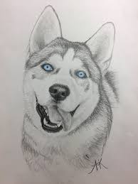 Siberian Husky Drawing King With Blue Eyes Husky Drawing Animal Drawings Realistic Animal Drawings
